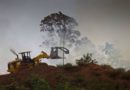 Dalla distruzione della foresta pluviale alla pandemia