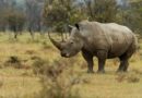 Corni di rinoceronte finti per contrastare il bracconaggio