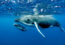 Le balene valgono quanto 4 Amazzonie: assorbono il 40% della CO2 prodotta in tutto il mondo