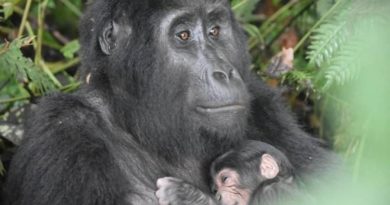 Gorilla di montagna, Uganda