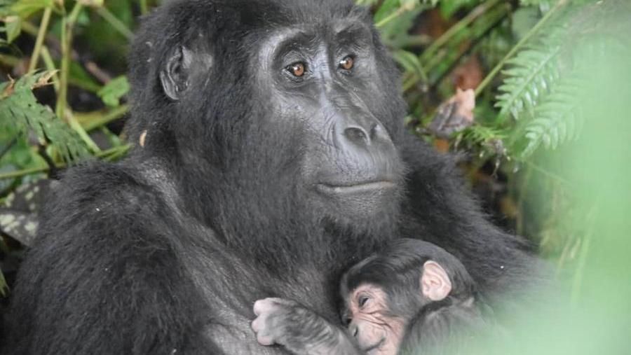 Gorilla di montagna, Uganda