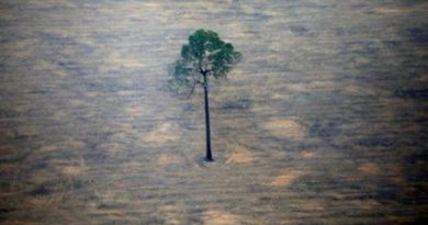 Deforestazione in Amazzonia, Brasile