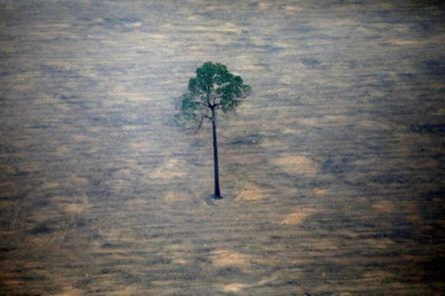 Deforestazione in Amazzonia, Brasile