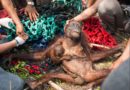Gli oranghi rischiano la completa estinzione entro 10 anni
